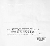Lophodermium caricinum image